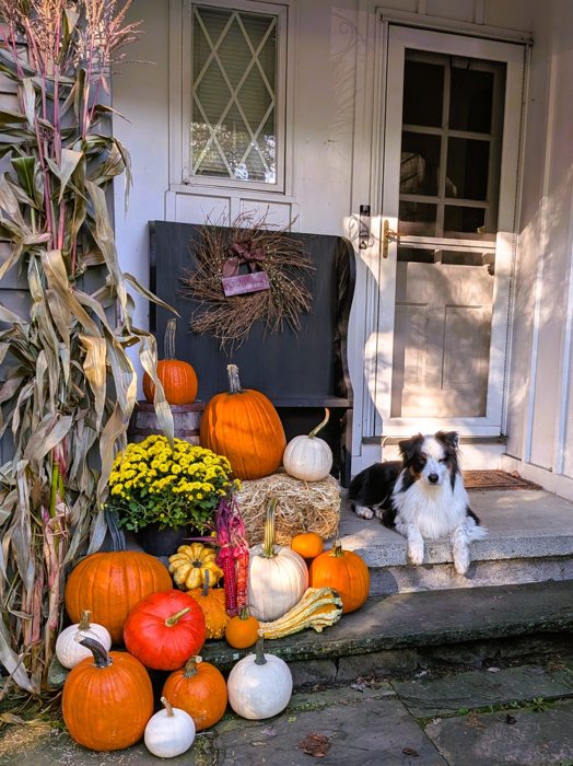 Fall pumpkins, mums and cornstalks arranged at a home entrance